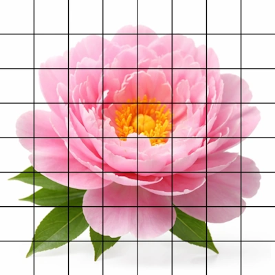 Light rose flower with black grid overlay.