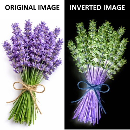 Link to Image Inverter Free Tool.