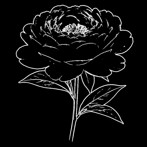 Reduce Opacity tool demo showing how to create a sketch on gray paper.